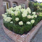 Hayloft Hydrangea Paniculata Limelight - 9cm pot