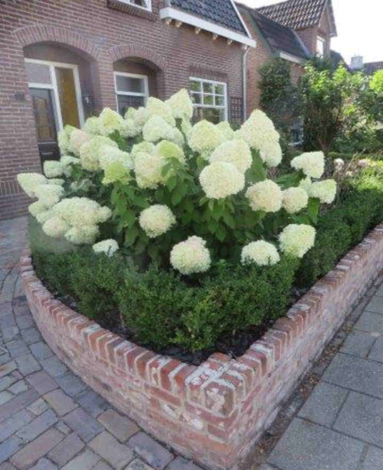 Hayloft Hydrangea Paniculata Limelight - 9cm pot