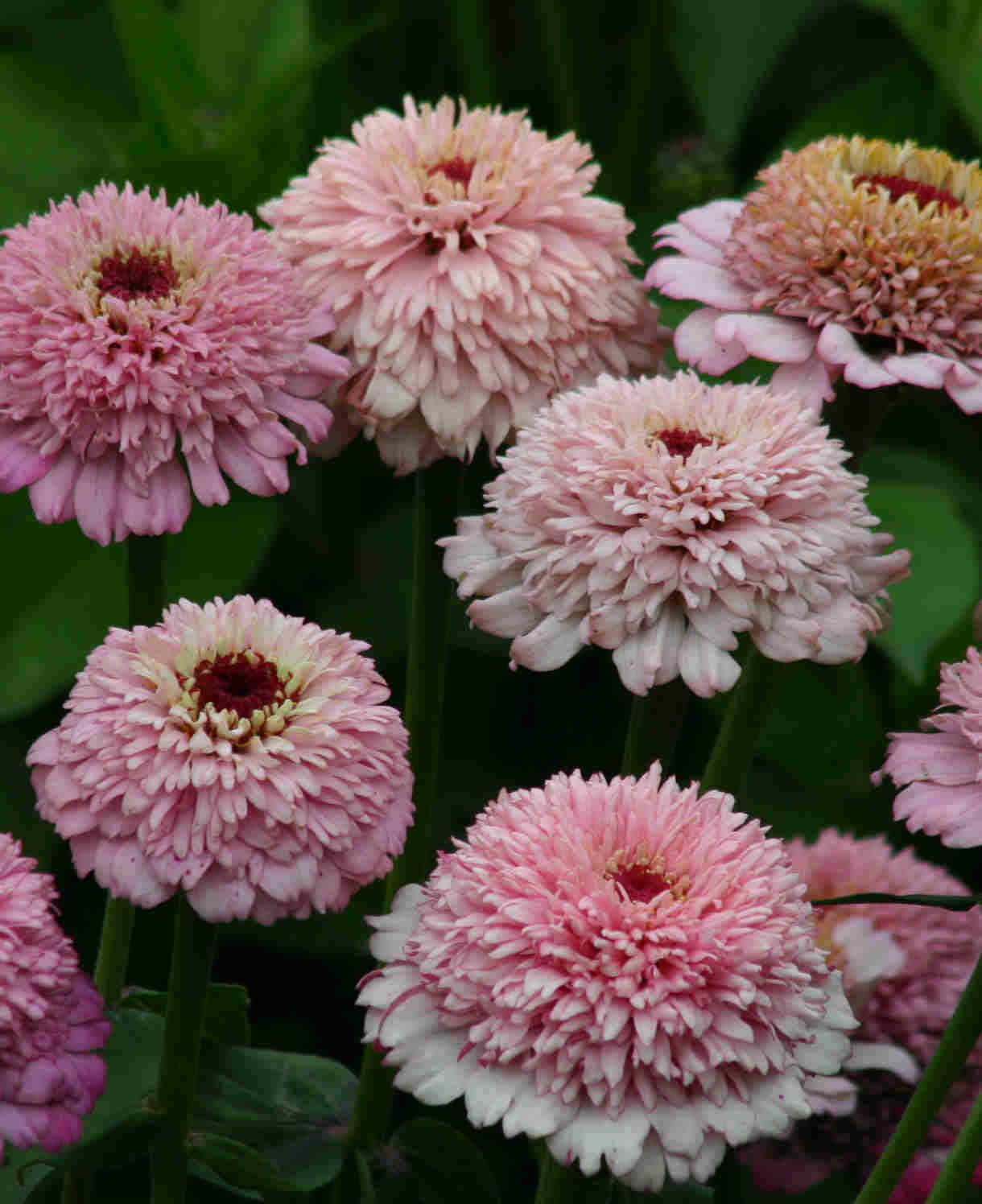 Hayloft Zippy Zinnia Elegans Collection - 24 Young Plants 8 Of Each Colour