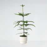 Norfolk Island Pine - Araucaria Heterophylla - Height 70-80cm - ⌀21cm | Set-of-1 | Green