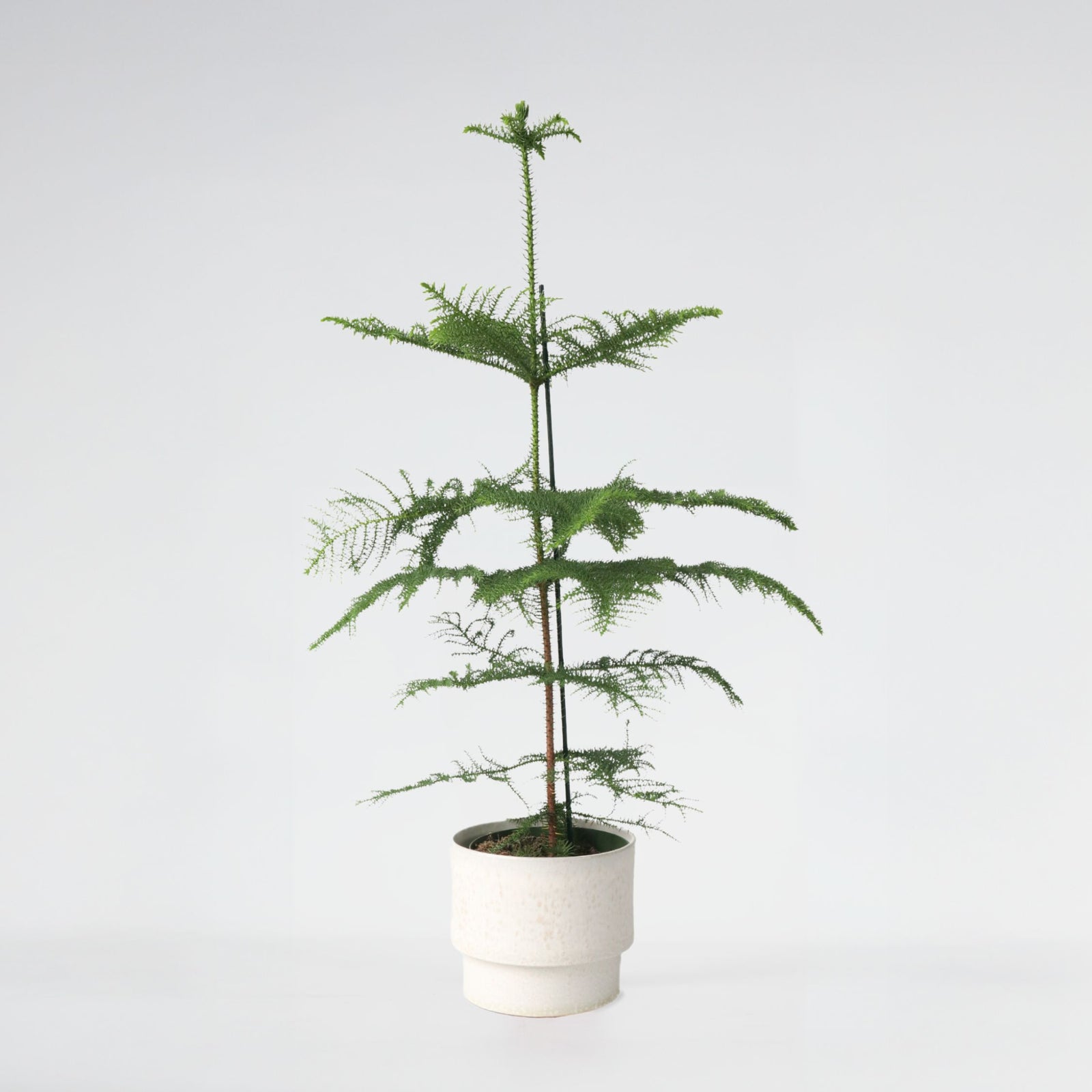 Norfolk Island Pine - Araucaria Heterophylla - Height 70-80cm - ⌀21cm | Set-of-1 | Green