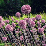 Allium Summer Drummer - Bag Of 10 Bulbs