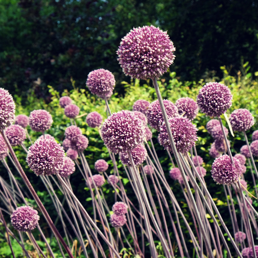 Allium Summer Drummer - Bag Of 10 Bulbs