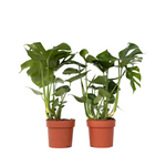 Swiss Cheese Plant - 2 Pcs. - Monstera Deliciosa - Height 70-80cm - ⌀21cm | Set of 2 | Green
