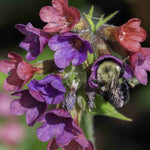 Hayloft Pulmonaria Collection - 3 X 9cm Pots 1 Of Each Variety