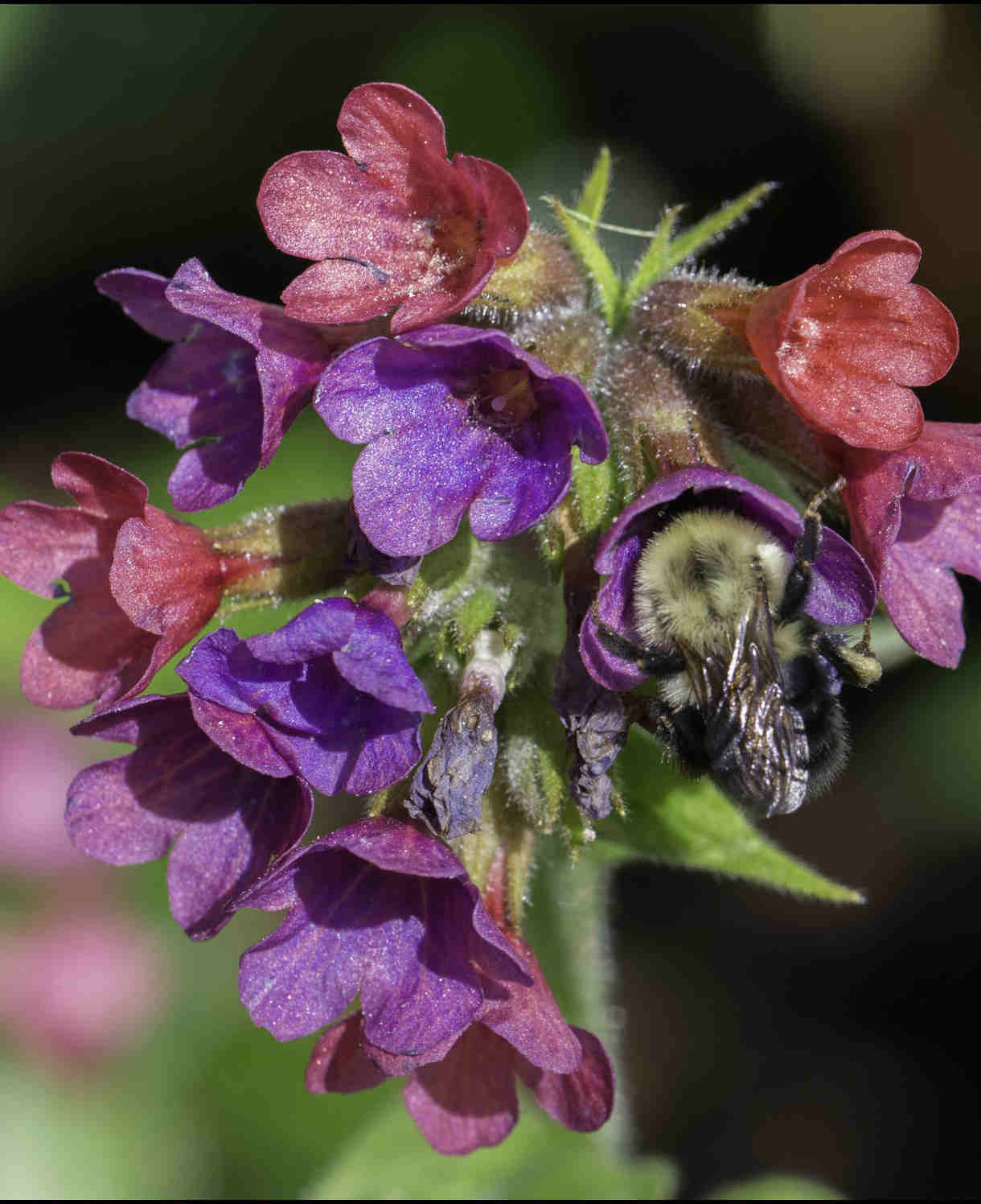 Hayloft Pulmonaria Collection - 3 X 9cm Pots 1 Of Each Variety