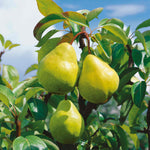 Pear Tree Williams Bon Chretien Bare-root Early-cropping | 1 x Bare Root