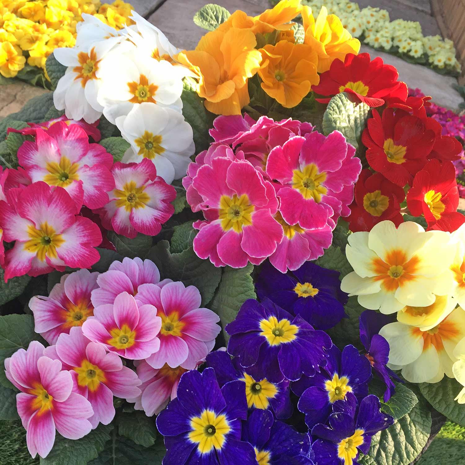 Marshalls Garden Best Selling Mix - 48 Garden-ready Plugs, Autumn & Winter Bedding Marshalls Garden