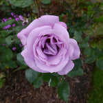 Rosa 'my Lovely Dad' - Bare Root Plants | 1 x Bare Root | Purple