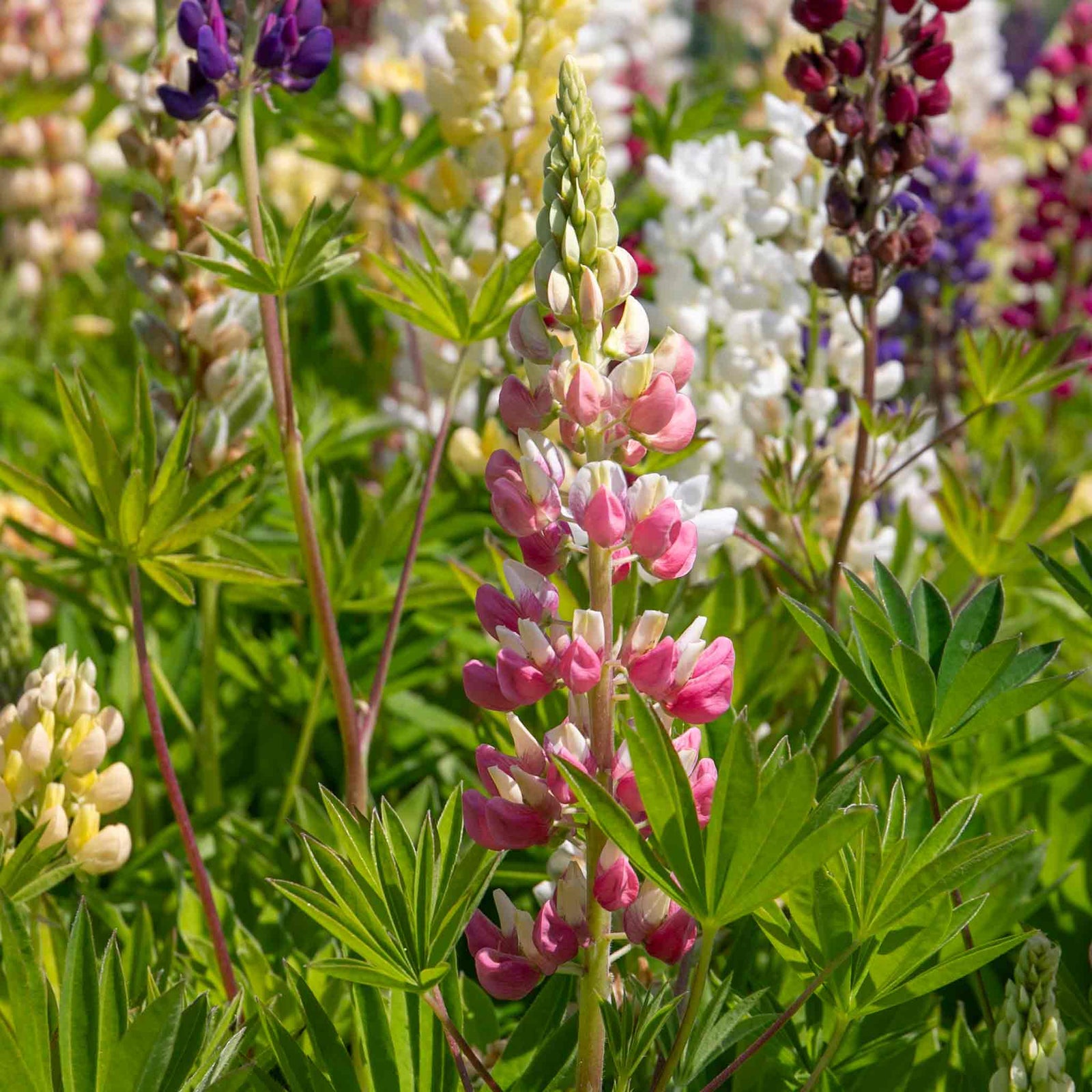 Lupin 'legendary Mix' - Tall Pollinator-friendly Perennial | 6 x Jumbo Plugs | Multi