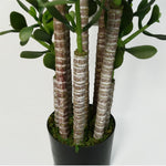 Green Jade Plant 75cm Extra Large Realistic