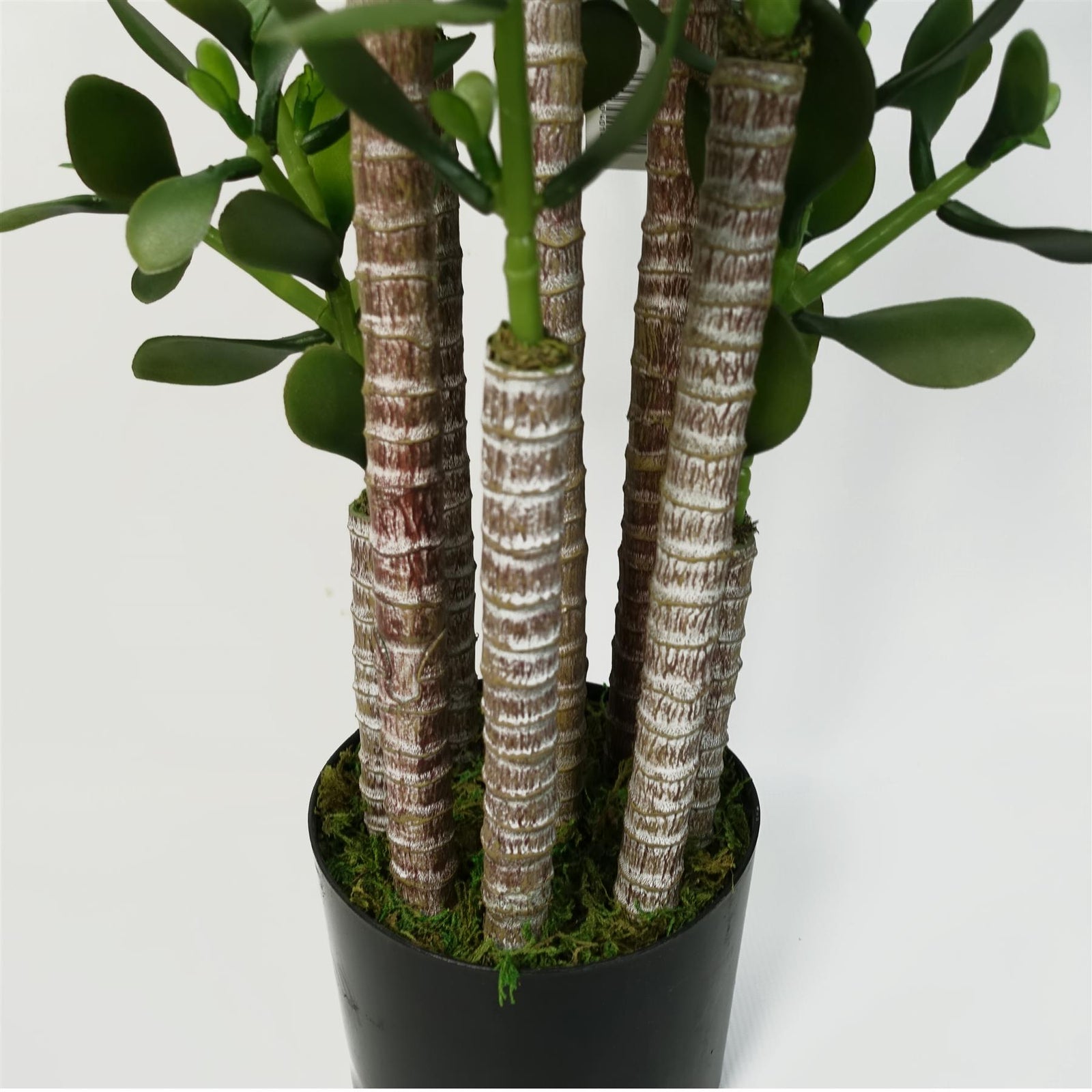Green Jade Plant 75cm Extra Large Realistic