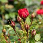 Raspberry Royale Patio Rose 40cm | 1 x Bare Root | Red