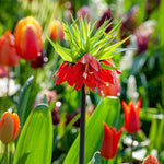Snake's Head Fritillary - 3 Pcs. - Fritillaria Rubra - Flower Bulbs | Set-of-3 | Orange