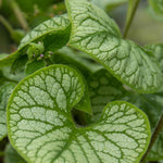 Brunnera Macrophylla 'jack Frost' – Silver-marbled Foliage & Blue Spring Flowers | 1 x 9cm | Multi