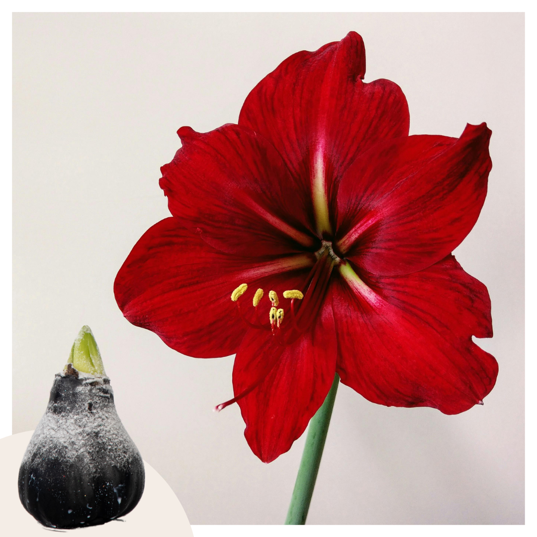 Amaryllis - Hippeastrum 'wax Snow Black' - Flower Bulb - Red