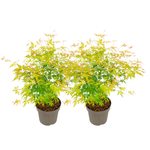 Japanese Maple - Acer Palmatum 'Orange Lace' - Height 60-70cm - ⌀19cm | Set of 2 | Green