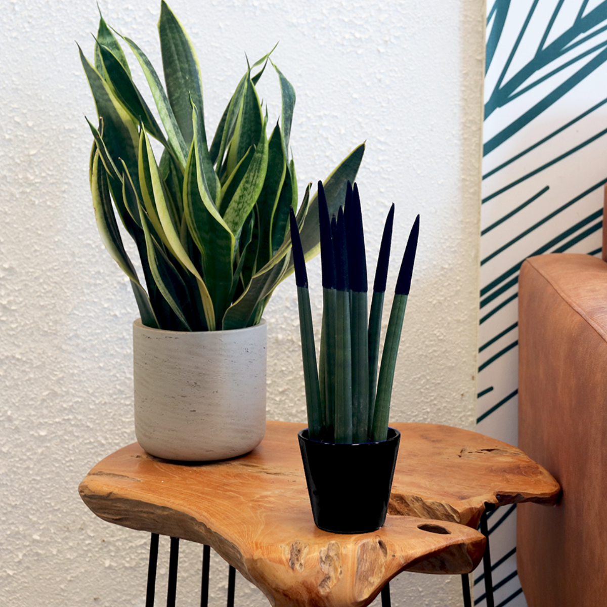 Snake Plant Velvet Touch - Sansevieria Cylindrica - Height 20-40cm - ⌀9cm | Black