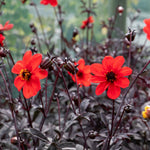 Dahlia 'mystic Enchantment' Compact Red Bedding Dahlia Jumbo Plug Plants | Set of 3 | Red