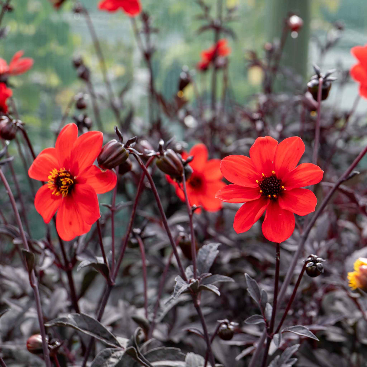 Dahlia 'mystic Enchantment' Compact Red Bedding Dahlia Jumbo Plug Plants | Set of 6 | Red