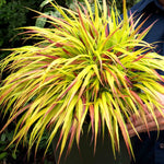Hakonechloa 'sunflare' Plant, Chartreuse-yellow Foliage | 3 x 7cm Plants | Chartreuse