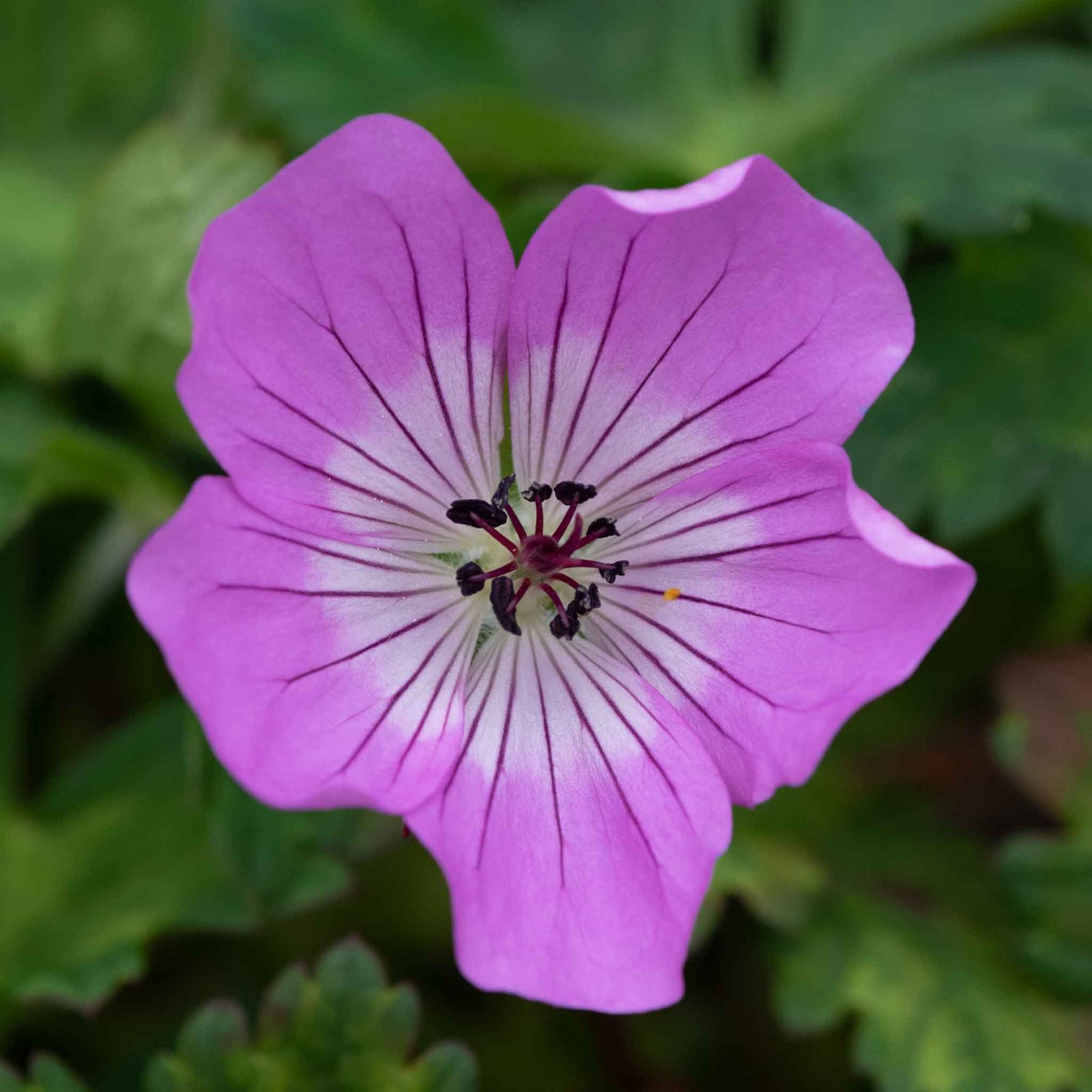 Geranium 'kelly-anne' - Pink Hardy Perennial (50cm) | 3 x 9cm