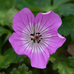 Geranium 'kelly-anne' - Pink Hardy Perennial (50cm) | 1 x 9cm