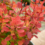 Berberis 'orange Rocket' Shrub Pot | 1 x 3L | Orange