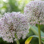 Allium Collection Bulbs | Set of 210