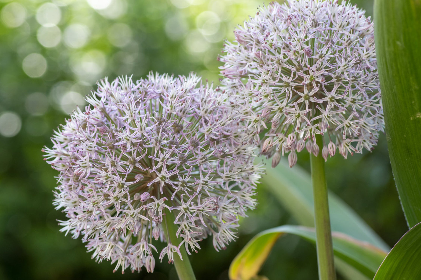 Allium Collection Bulbs | Set of 210