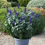 Salvia 'big Blue' – Pollinator-friendly Blue Spikes | 12 x Plug Plants | Blue