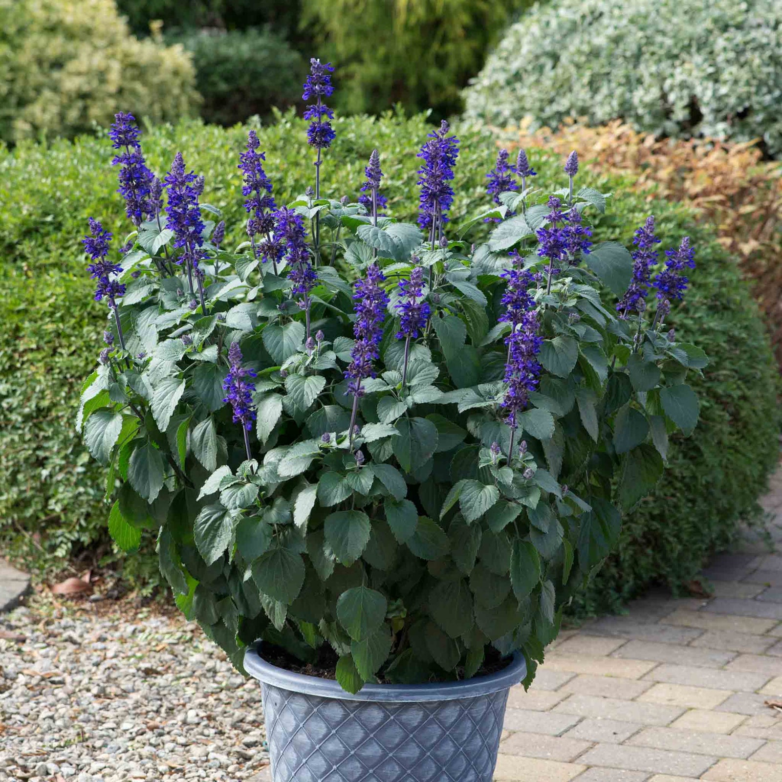 Salvia 'big Blue' – Pollinator-friendly Blue Spikes | 12 x Plug Plants | Blue