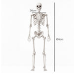 Yezi Halloween Skeleton Life Size Posable Jointed Decoration Haunted House White