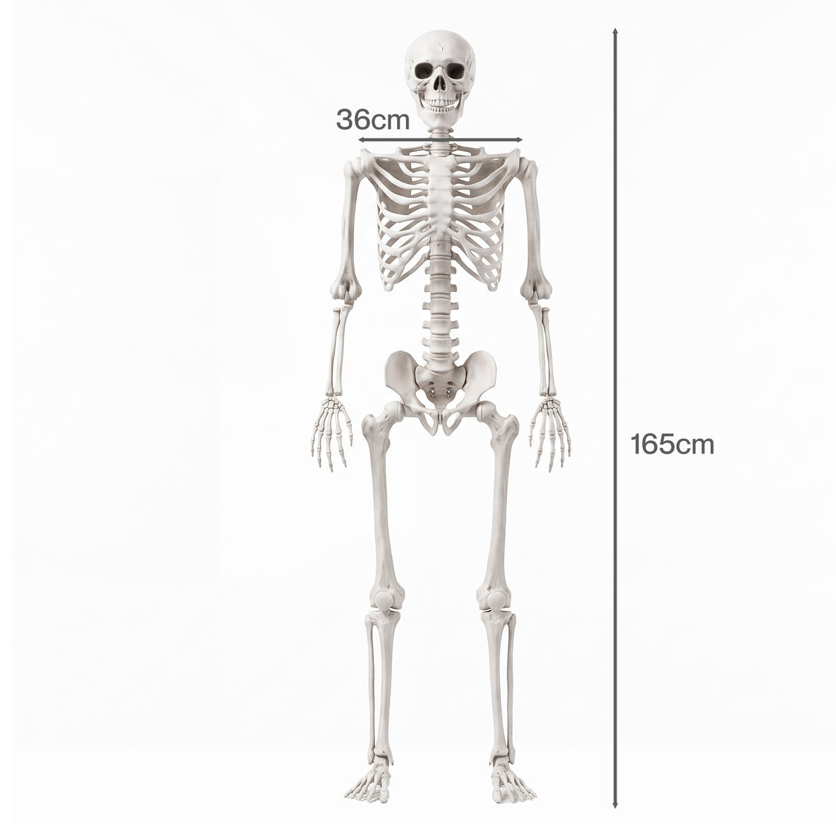 Yezi Halloween Skeleton Life Size Posable Jointed Decoration Haunted House White