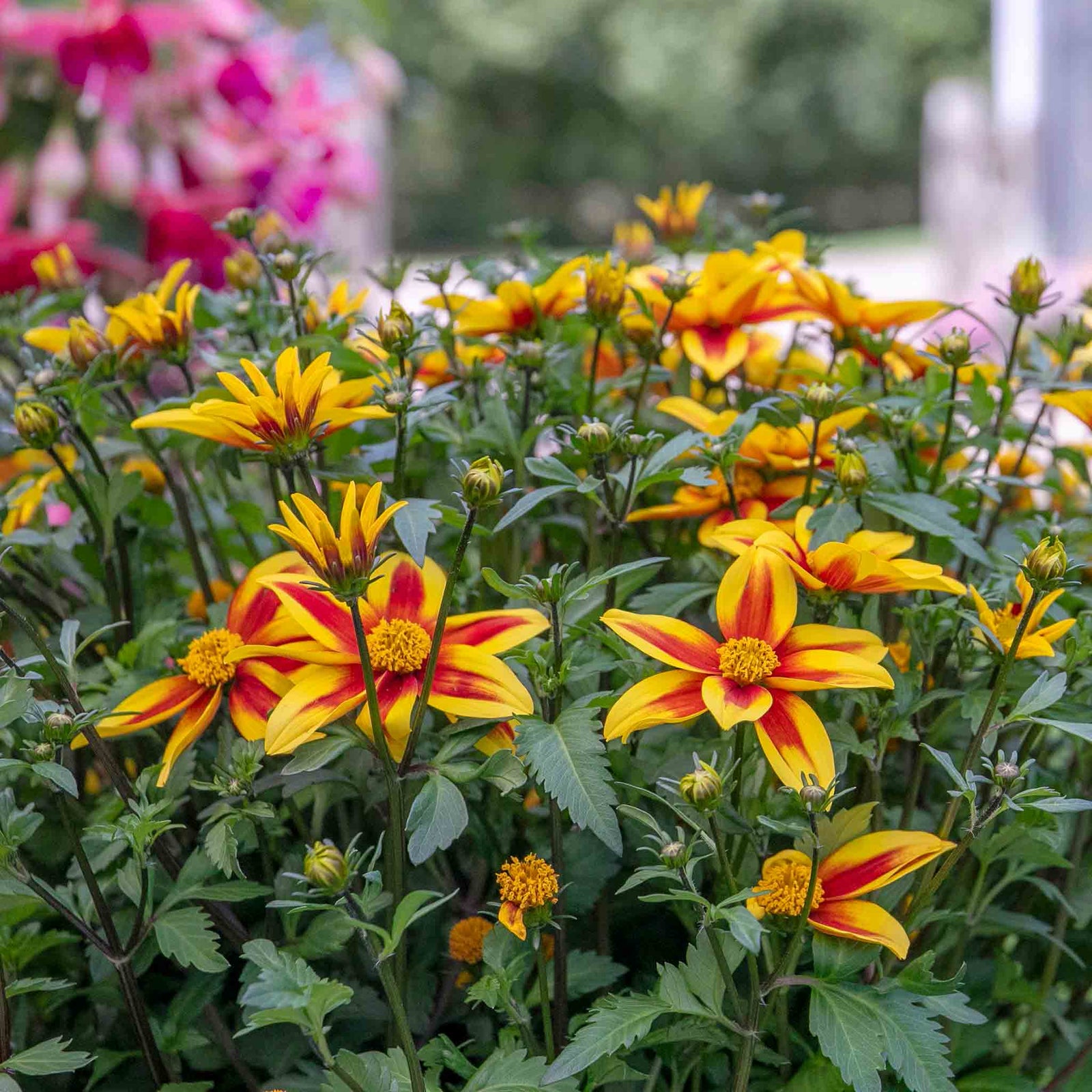 Bidens 'blazing Star' - Compact, Long-flowering Bedding Plant | 12 x Plug Plants | Orange