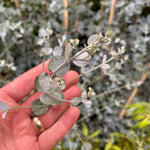 Eucalyptus Gunnii Azura Evergreen Tree 6ft Tall Extra Large Supplied In A 12 Litre Pot