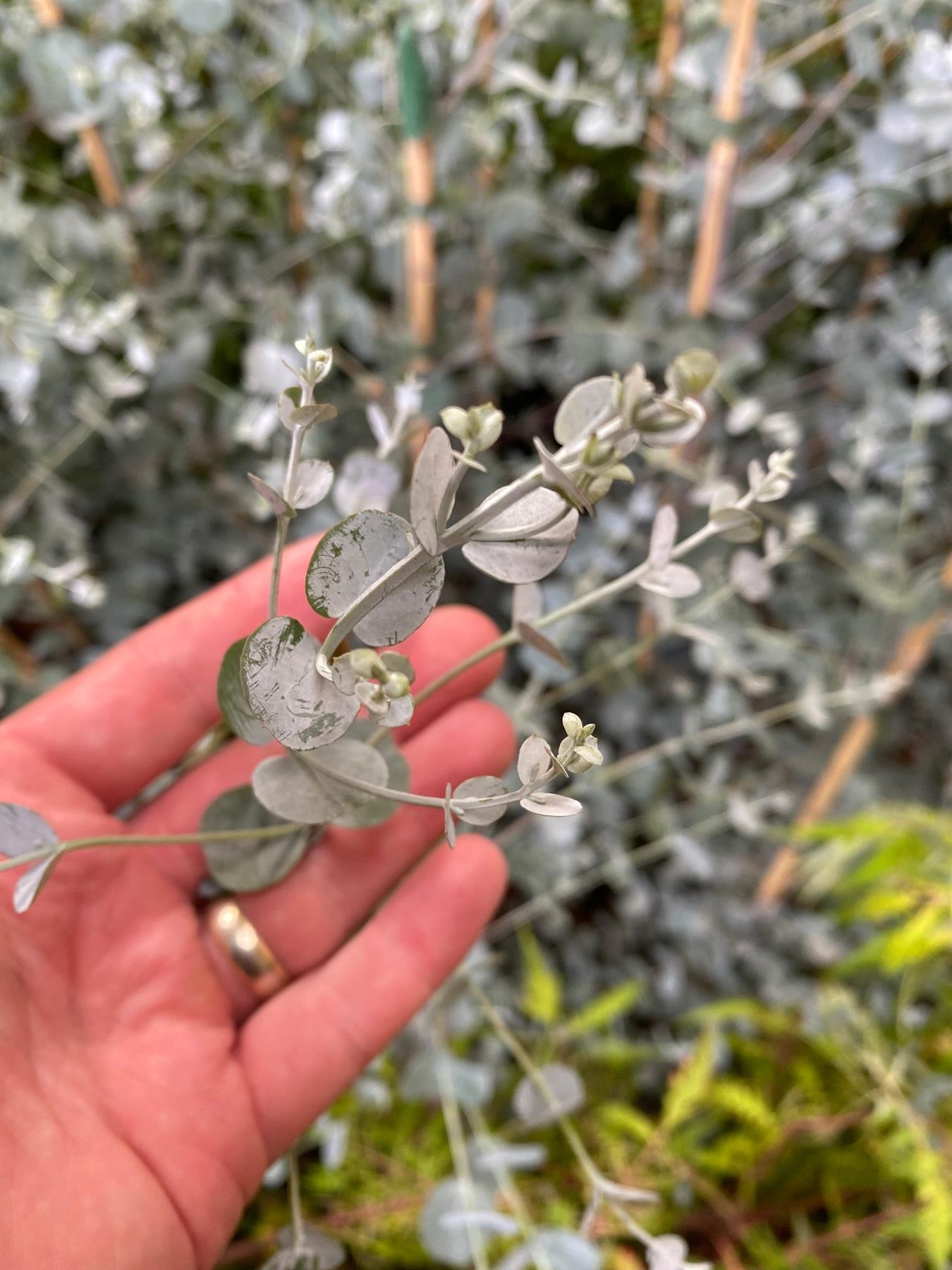 Eucalyptus Gunnii Azura Evergreen Tree 6ft Tall Extra Large Supplied In A 12 Litre Pot