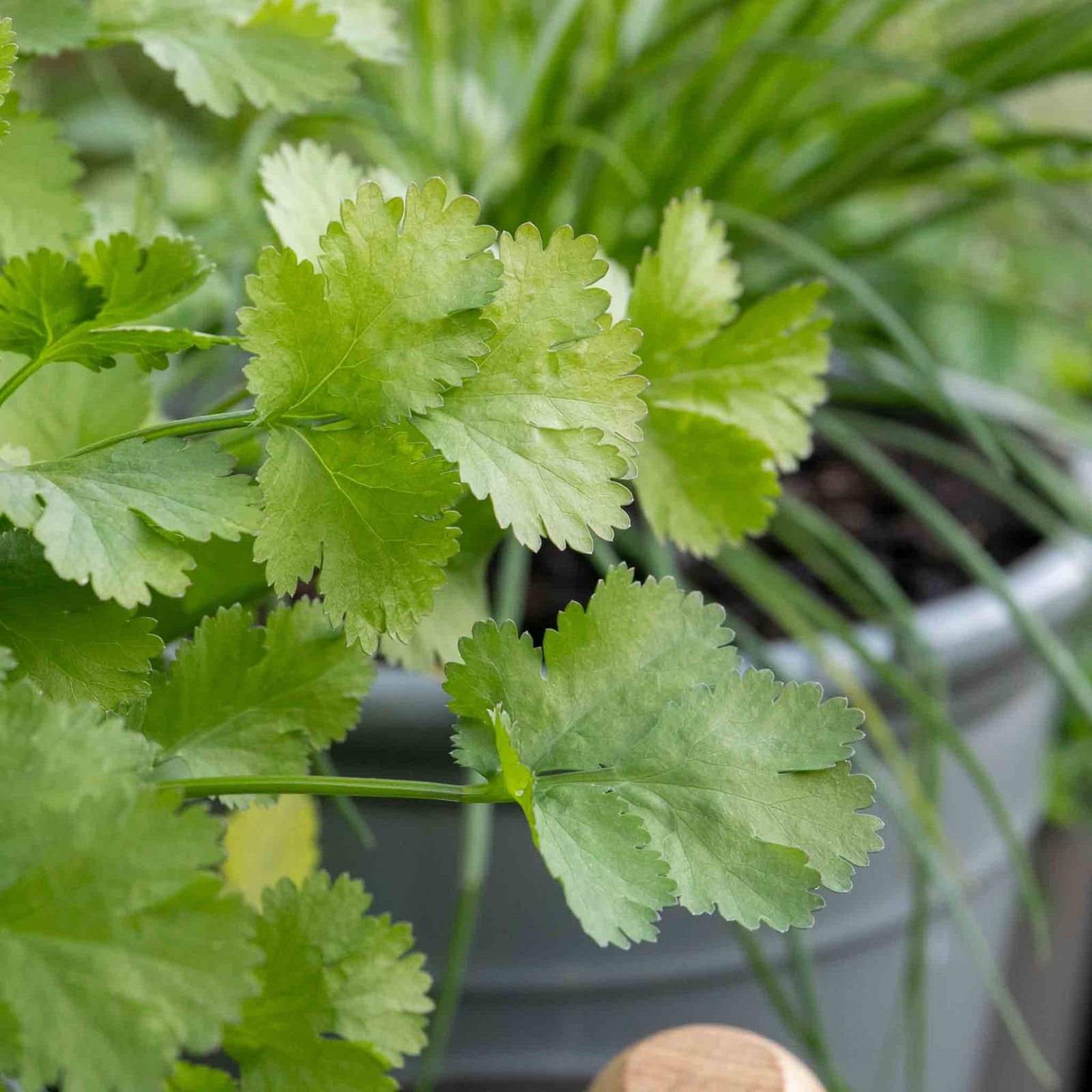 Coriander Plant Large Potted 35cm | 1 x 1L | Green