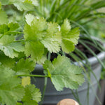 Coriander Plant Large Potted 35cm | 3 x 9cm | Green