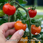 Tomato Consuelo, Blight-resistant Cherry Variety Seeds | 15 Seeds
