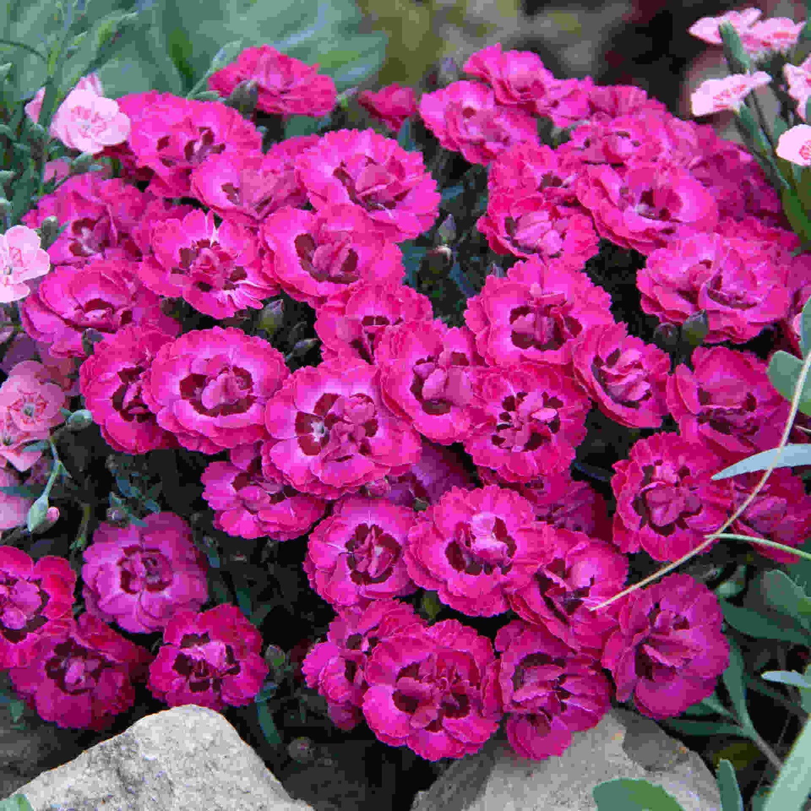 The Dianthus Romance Collection - Plug Plants | Set-of-9 | Multi