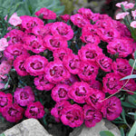 The Dianthus Romance Collection - Plug Plants | Set of 15 | Multi