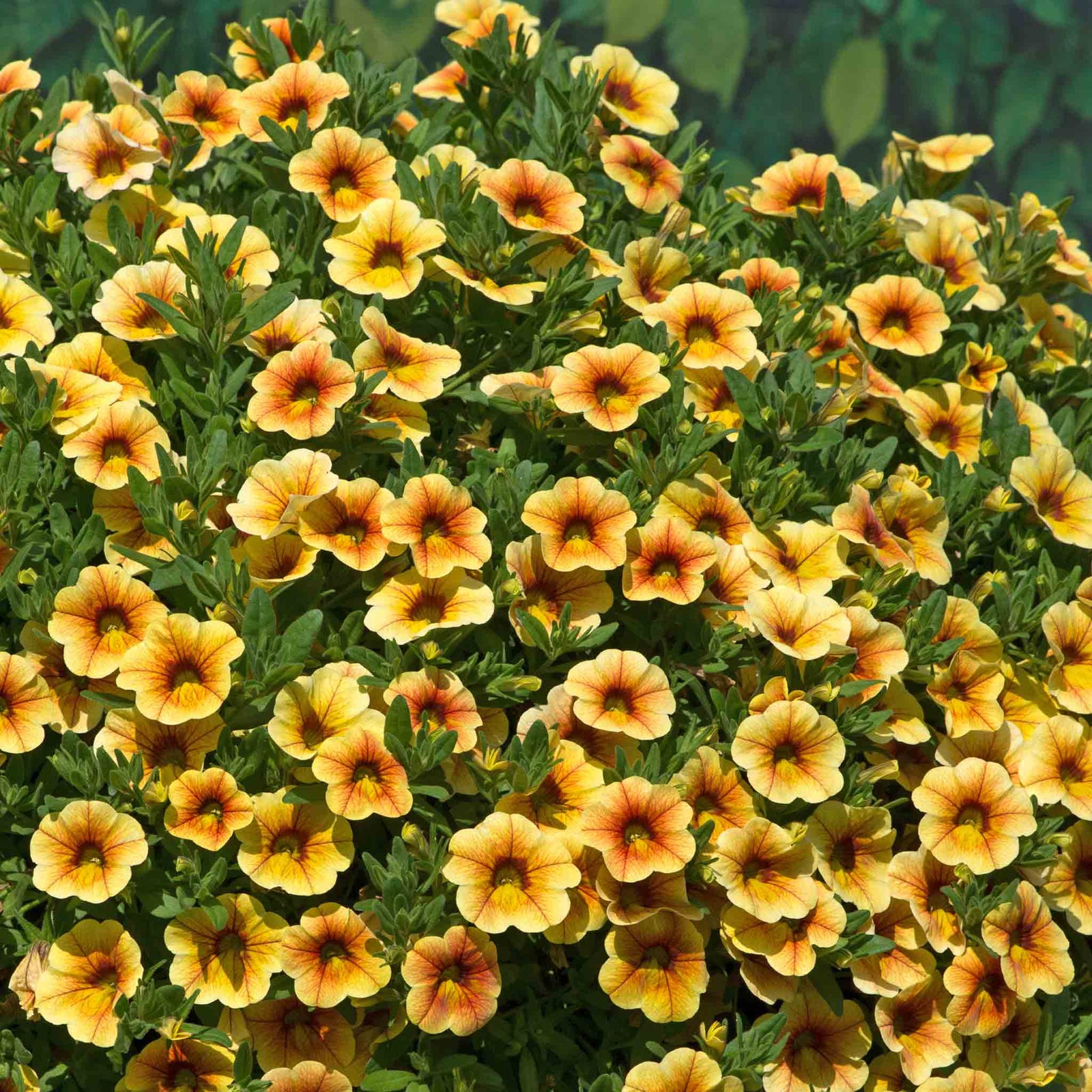 Calibrachoa 'can Can Sunrise' Plug Plant For Hanging Baskets | 6 x Plug Plants