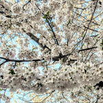 Prunus Chocolate Ice Flowering Cherry Tree 6ft Tall Supplied In A 12 Litre Pot