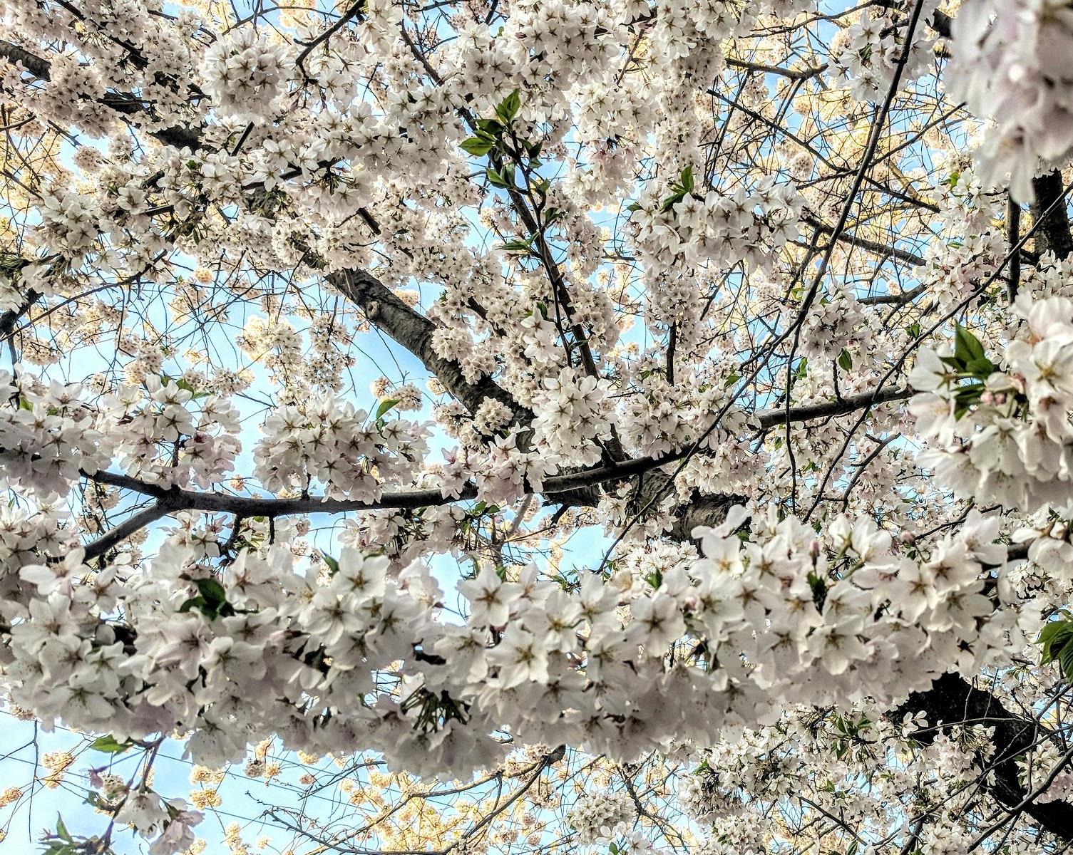 Prunus Chocolate Ice Flowering Cherry Tree 6ft Tall Supplied In A 12 Litre Pot