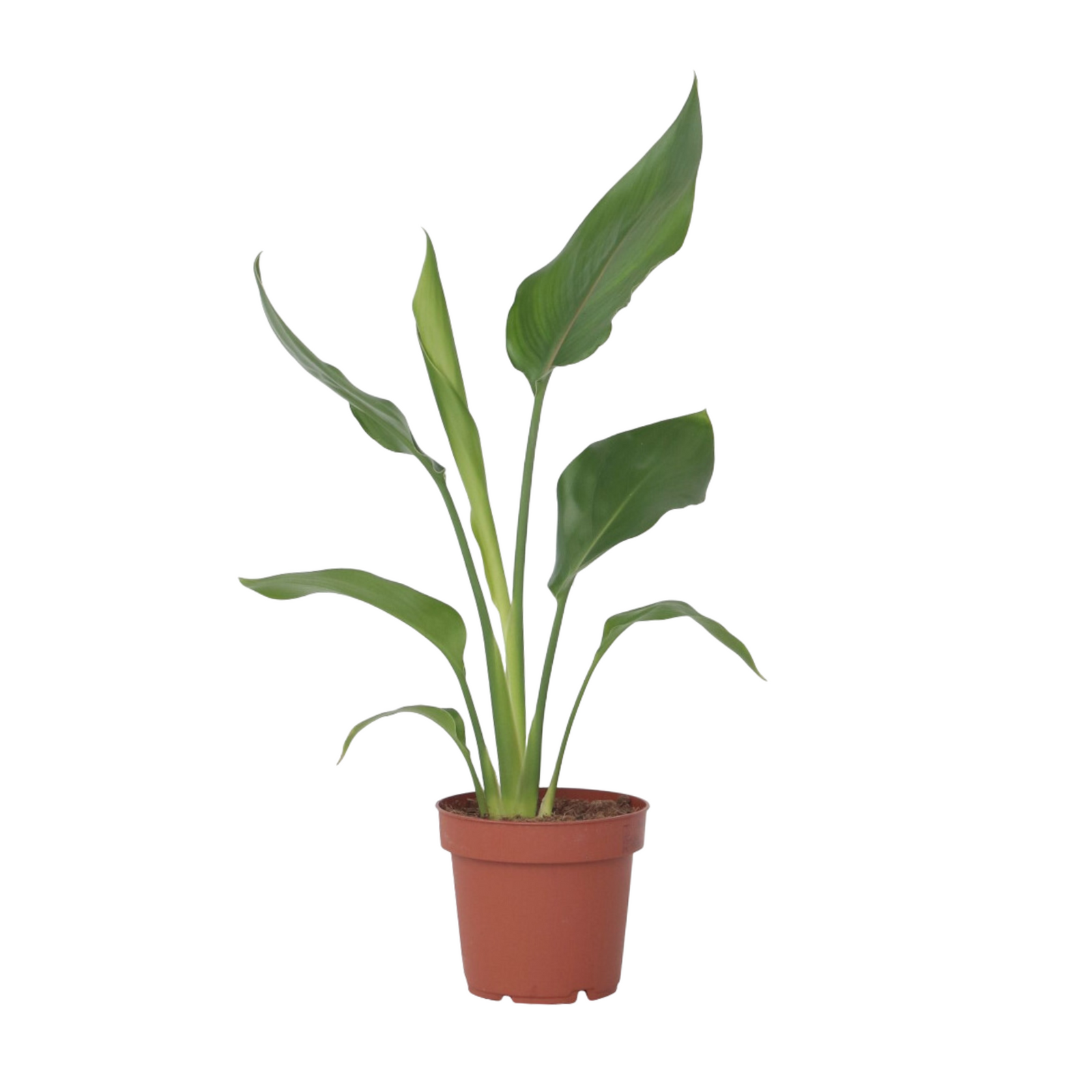 Bird Of Paradise - Strelitzia Reginea - Height 25-40cm - ⌀9cm | Set of 1 | Orange
