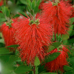 Callistemon Evergreen Red Rocket Bottle Brush Shrub Large Plant Supplied In A 2/3 Litre Pot
