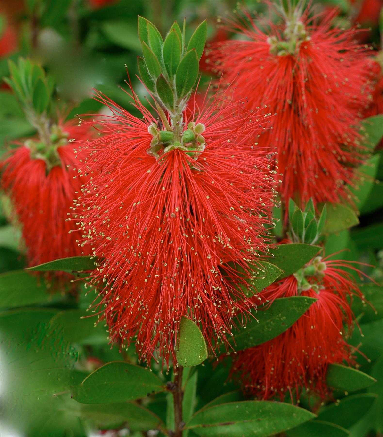 Callistemon Evergreen Red Rocket Bottle Brush Shrub Large Plant Supplied In A 2/3 Litre Pot