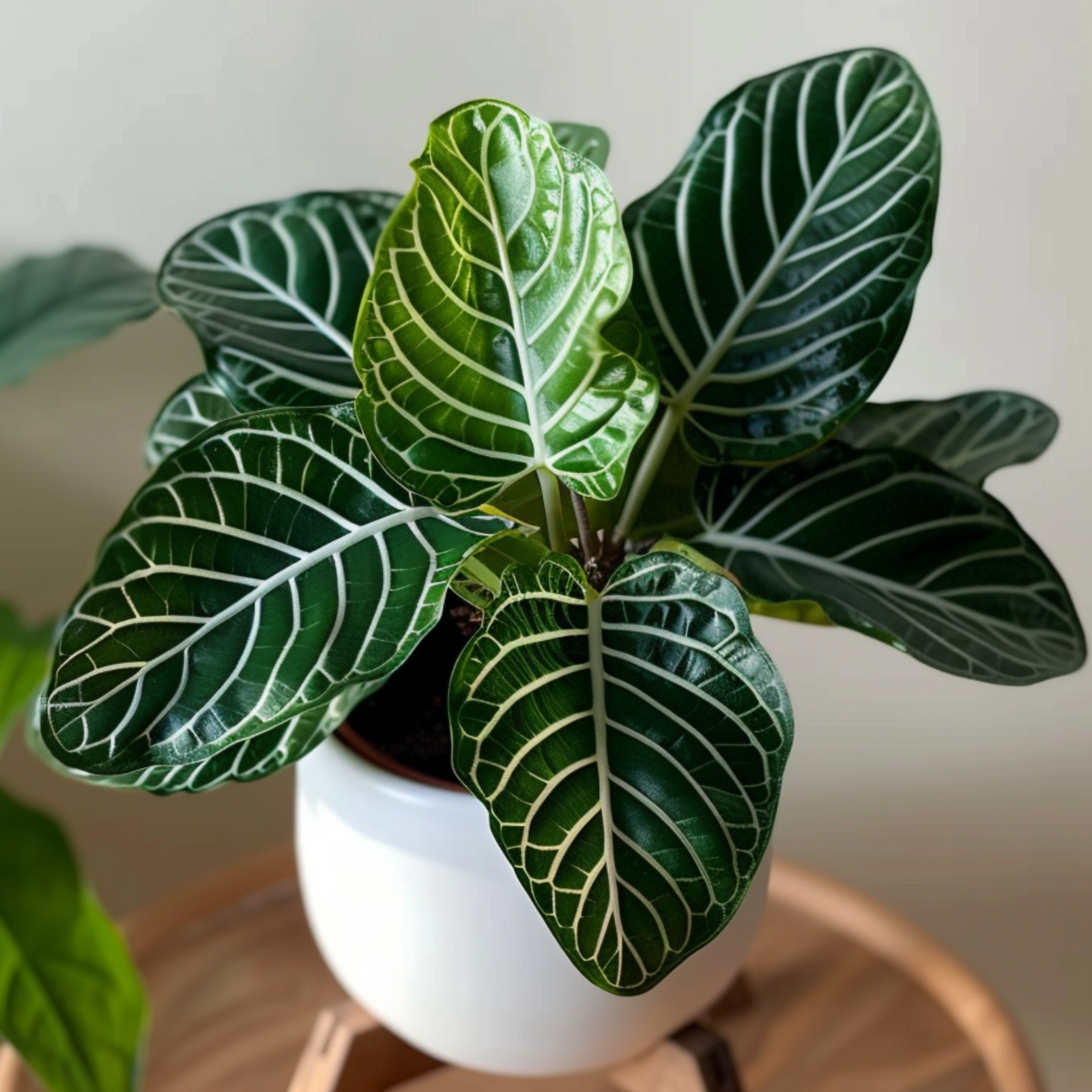 Zebra Plant - Aphelandra Squarrosa 'botanica' - Height 25-45cm - ⌀13cm | Set of 1 | Green