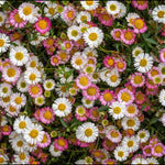 Erigeron Karvinskianus - Mexican Fleabane | 5 x 9cm | Multi